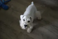 Snowflake Schnauzers, a male Miniature Schnauzer for sale in Snowflake, AZ – 7 of 8