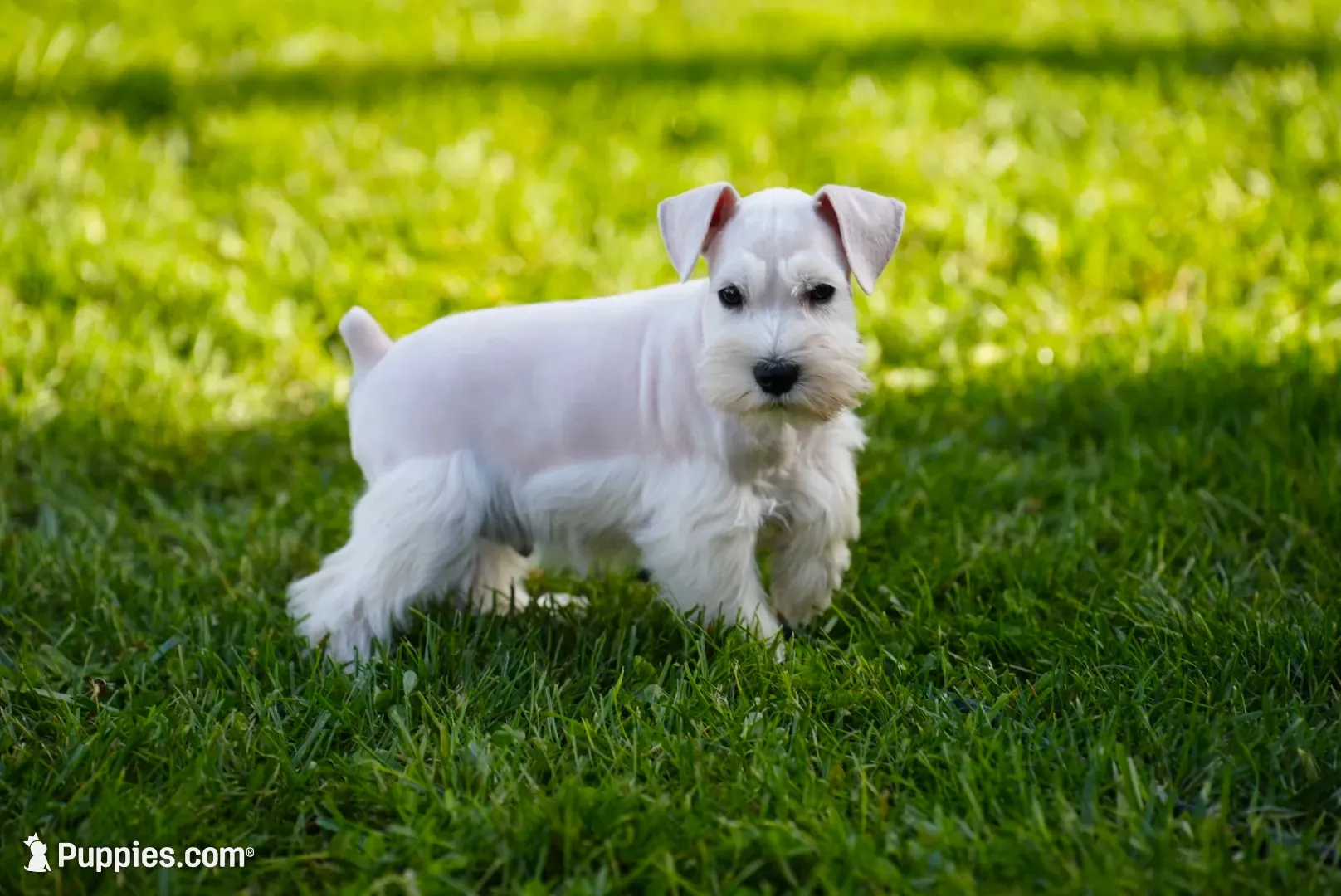 DENVER, a male Miniature Schnauzer for sale in Snowflake, AZ – 1 of 10