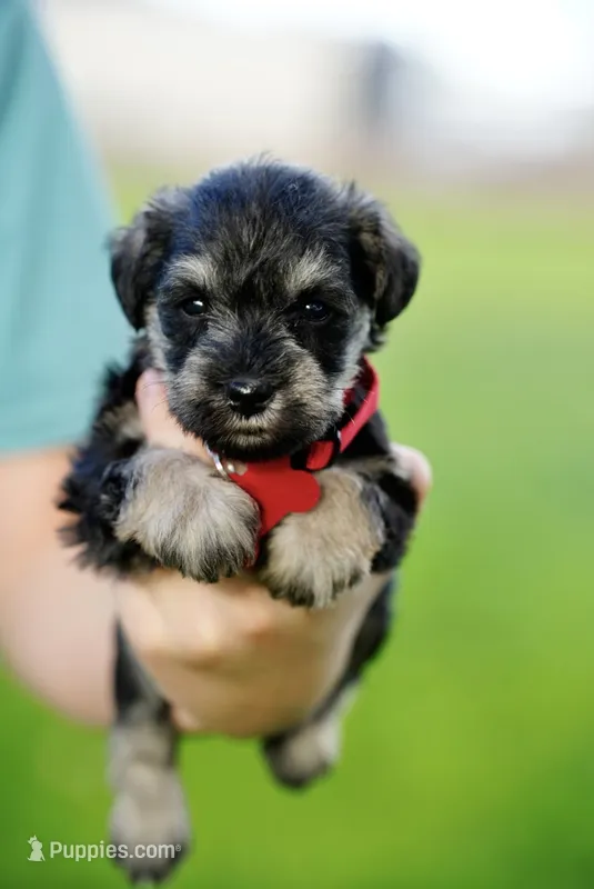Peppy – Miniature Schnauzer puppy for sale in Snowflake, AZ