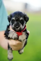 Peppy, a female Miniature Schnauzer for sale in Snowflake, AZ – 1 of 7