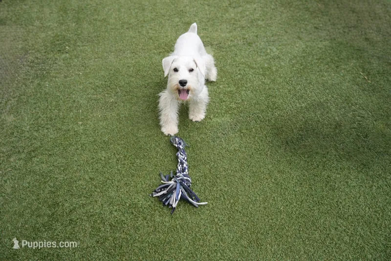 Aspen – Miniature Schnauzer puppy for sale in Snowflake, AZ