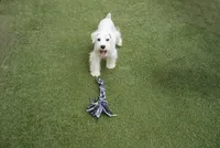 Aspen, a male Miniature Schnauzer for sale in Snowflake, AZ – 1 of 9