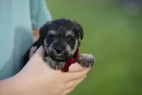 Peppy, a female Miniature Schnauzer for sale in Snowflake, AZ – 5 of 7