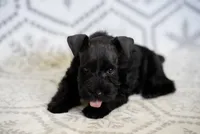 Smokey, a male Miniature Schnauzer for sale in Snowflake, AZ – 2 of 3