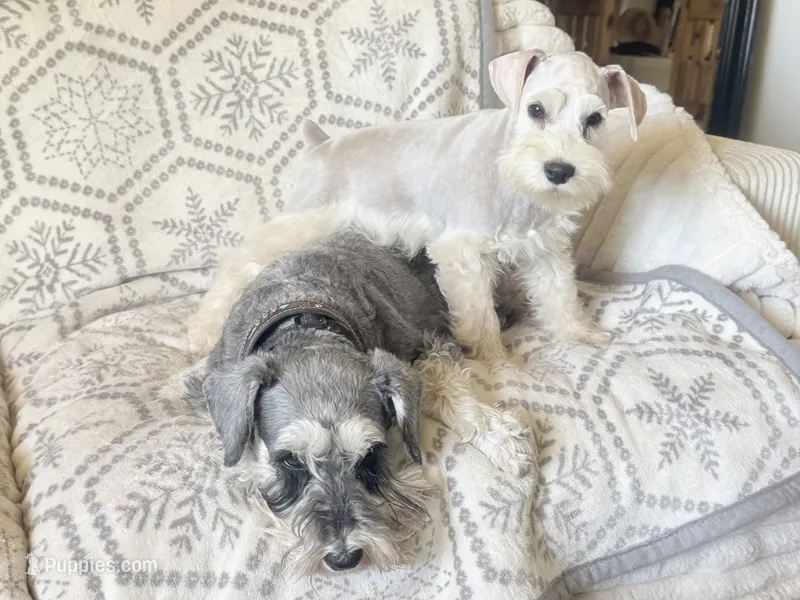 Snowflake Schnauzers – Miniature Schnauzer puppy for sale in Snowflake, AZ
