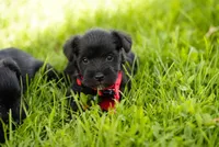 Shadow, a female Miniature Schnauzer for sale in Snowflake, AZ – 5 of 6