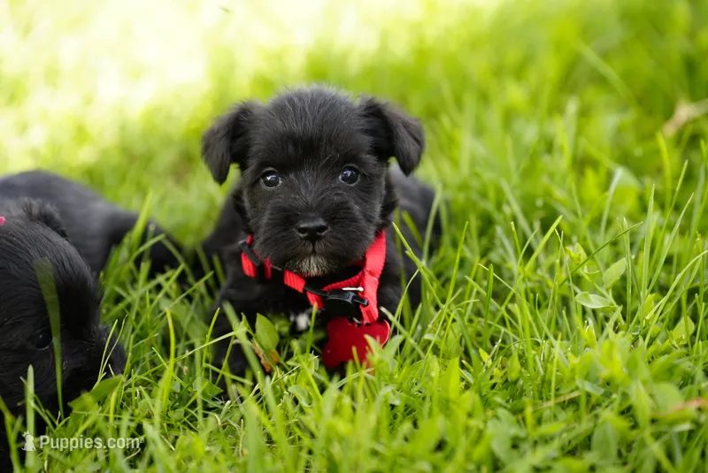Shadow – Miniature Schnauzer puppy for sale in Snowflake, AZ