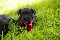 Shadow, a female Miniature Schnauzer for sale in Snowflake, AZ – 1 of 6