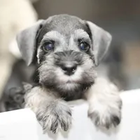 Mavis, a male Miniature Schnauzer for sale in Snowflake, AZ – Photo 1 of 2