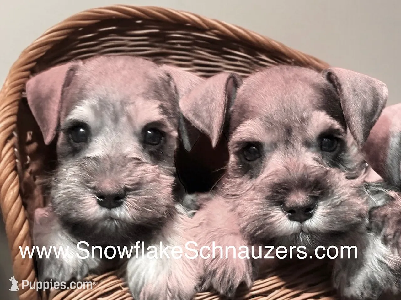 Mavis, a male Miniature Schnauzer for sale in Snowflake, AZ – Photo 2 of 2