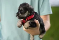 Peppy, a female Miniature Schnauzer for sale in Snowflake, AZ – 4 of 7