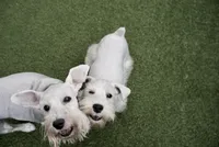 Aspen, a male Miniature Schnauzer for sale in Snowflake, AZ – 5 of 9
