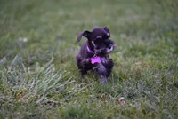 BLACK & SILVER, a female Miniature Schnauzer for sale in Snowflake, AZ – 4 of 10