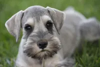 Happy, a male Miniature Schnauzer for sale in Snowflake, AZ – Photo 2 of 2