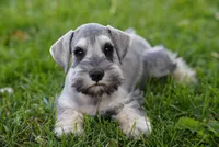 Happy, a male Miniature Schnauzer for sale in Snowflake, AZ – Photo 1 of 2