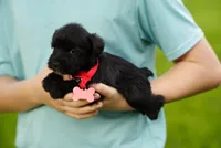 Shadow, a female Miniature Schnauzer for sale in Snowflake, AZ – 2 of 6