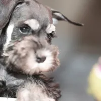 Marly, a female Miniature Schnauzer for sale in Snowflake, AZ – Photo 3 of 4