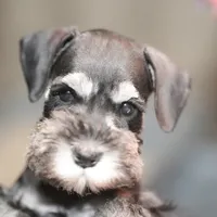 Marly, a female Miniature Schnauzer for sale in Snowflake, AZ – Photo 1 of 4