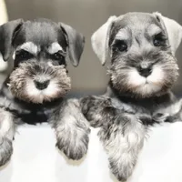 Marly, a female Miniature Schnauzer for sale in Snowflake, AZ – Photo 4 of 4