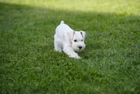 DENVER, a male Miniature Schnauzer for sale in Snowflake, AZ – 9 of 10
