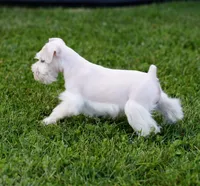 DENVER, a male Miniature Schnauzer for sale in Snowflake, AZ – 6 of 10