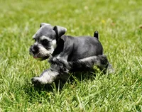 Luna, a female Miniature Schnauzer for sale in Snowflake, AZ – 3 of 8