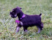 BLACK & SILVER, a female Miniature Schnauzer for sale in Snowflake, AZ – 7 of 10