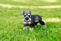 Luna, a female Miniature Schnauzer for sale in Snowflake, AZ – 6 of 8