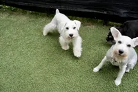 Aspen, a male Miniature Schnauzer for sale in Snowflake, AZ – 3 of 9