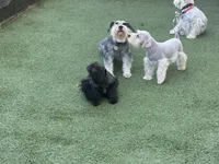 Snowflake Schnauzers, a male Miniature Schnauzer for sale in Snowflake, AZ – 4 of 8