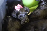 Raven, a  Miniature Schnauzer for sale in Snowflake, AZ – 2 of 3