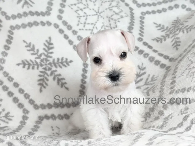 Snowflake Schnauzers – Miniature Schnauzer puppy for sale in Snowflake, AZ