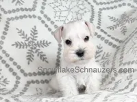 Snowflake Schnauzers, a male Miniature Schnauzer for sale in Snowflake, AZ – 1 of 1