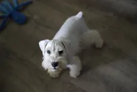 Aspen, a male Miniature Schnauzer for sale in Snowflake, AZ – 9 of 9