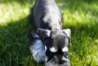 Kolby, a male Miniature Schnauzer for sale in Snowflake, AZ – 2 of 6