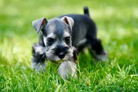 Luna, a female Miniature Schnauzer for sale in Snowflake, AZ – 7 of 8