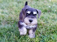 Kolby, a male Miniature Schnauzer for sale in Snowflake, AZ – 6 of 6