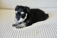 Champ, a male Miniature Schnauzer for sale in Snowflake, AZ – 3 of 4