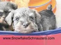 Salt and Pepper, a female Miniature Schnauzer for sale in Snowflake, AZ – Photo 1 of 6