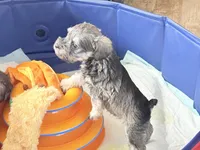 Salt and Pepper, a female Miniature Schnauzer for sale in Snowflake, AZ – Photo 4 of 6