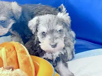 Salt and Pepper, a female Miniature Schnauzer for sale in Snowflake, AZ – Photo 3 of 6