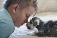 Salt and Pepper, a female Miniature Schnauzer for sale in Snowflake, AZ – Photo 2 of 6