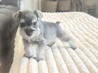 Salt and Pepper, a female Miniature Schnauzer for sale in Snowflake, AZ – Photo 5 of 6