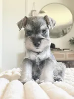 Salt and Pepper, a female Miniature Schnauzer for sale in Snowflake, AZ – Photo 6 of 6