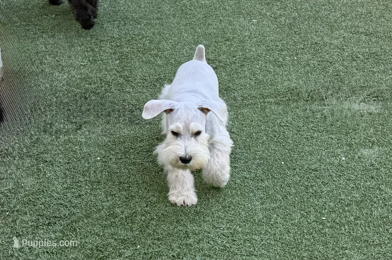 Snowflake Schnauzers – Miniature Schnauzer puppy for sale in Snowflake, AZ