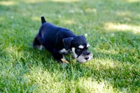 Kolby, a male Miniature Schnauzer for sale in Snowflake, AZ – 5 of 6