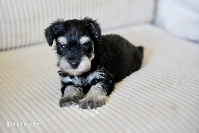 Champ – Miniature Schnauzer puppy for sale in Snowflake, AZ