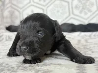 Shadow, a female Miniature Schnauzer for sale in Snowflake, AZ – 2 of 3