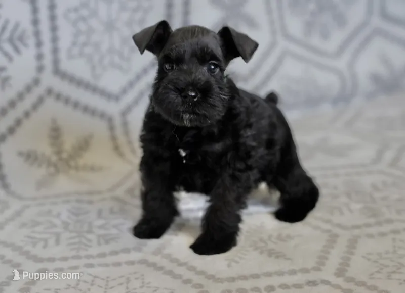 Smokey – Miniature Schnauzer puppy for sale in Snowflake, AZ