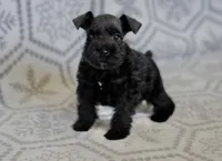 Smokey, a male Miniature Schnauzer for sale in Snowflake, AZ – 1 of 3